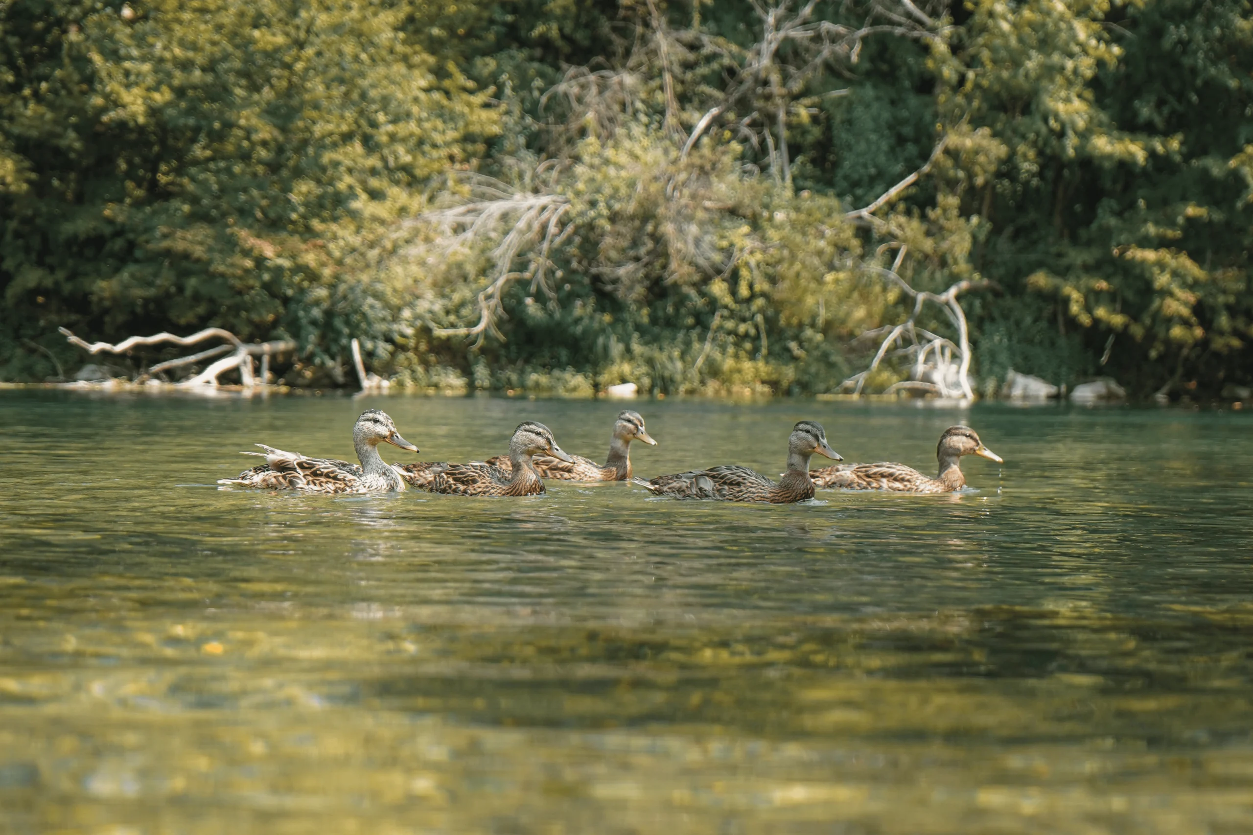 Rafting the Una River: What You Need to Know 2