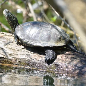 Spotting wildlife along the banks of the Mreznica River,